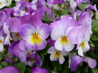 This image has an empty alt attribute; its file name is pansies-57134_640-e1589280795348.jpg