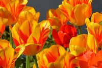 This image has an empty alt attribute; its file name is tulips-1261142_640-1-e1589280778527.jpg